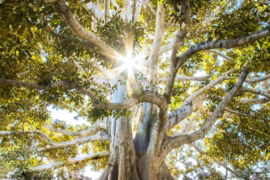 sun light passing through green leafed tree